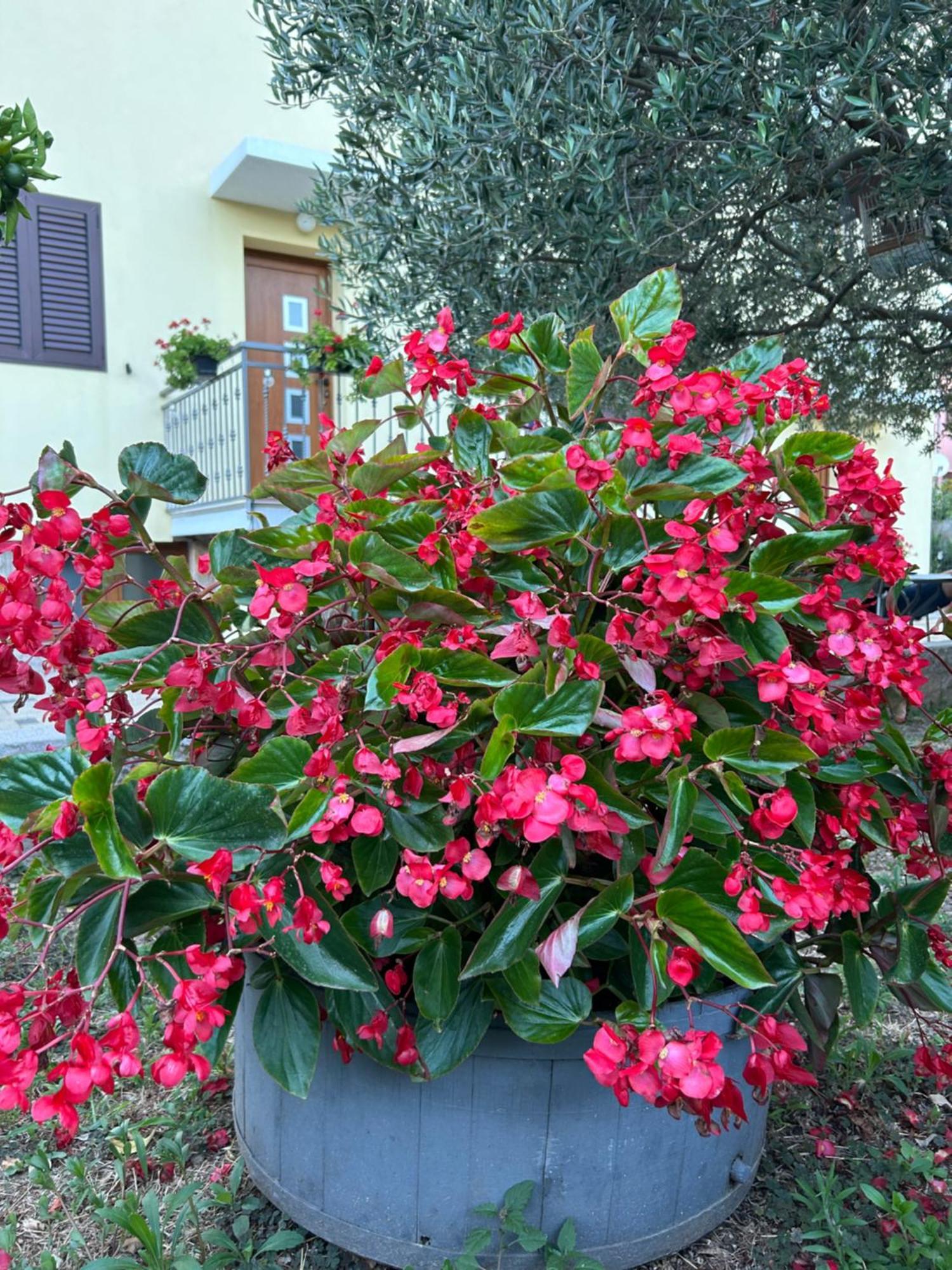 זאדאר Apartments Angelo מראה חיצוני תמונה
